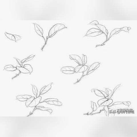 沈阳李叶子相关长尾关键词有哪些