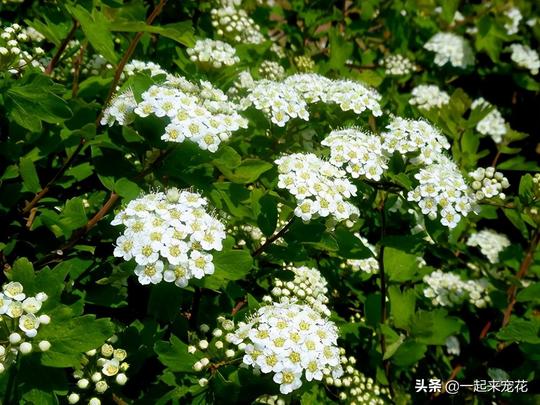 3种冷门的小众花，开花清新秀美，皮实好养，养过的人不多