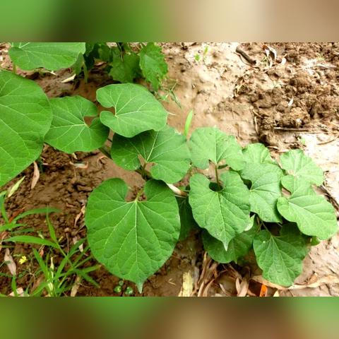 河南老牛根的相关长尾关键词有哪些