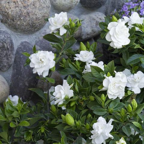 福建庭院花园怎么样