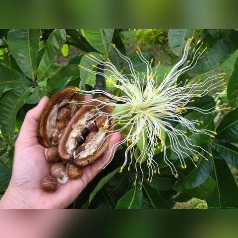 发财树种子种植详细步骤
