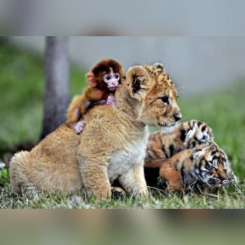 沈阳怪坡好吗相关长尾关键词有哪些