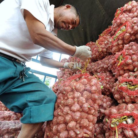 河南大蒜什么季节种最好