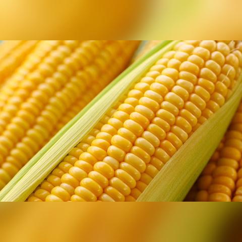 临沂市饲料厂家的长尾关键词有什么