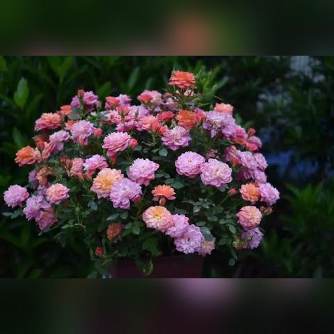 大连市东海 在什么地方