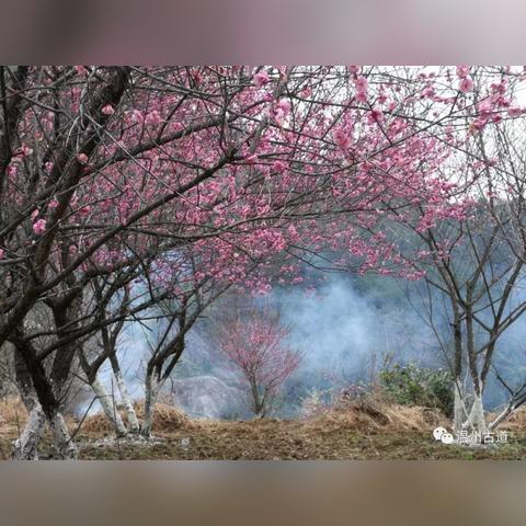 温州市周边赏梅的长尾关键词有什么