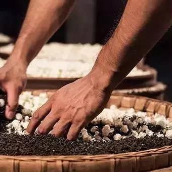 福建茉莉花茶叶产地有几个？