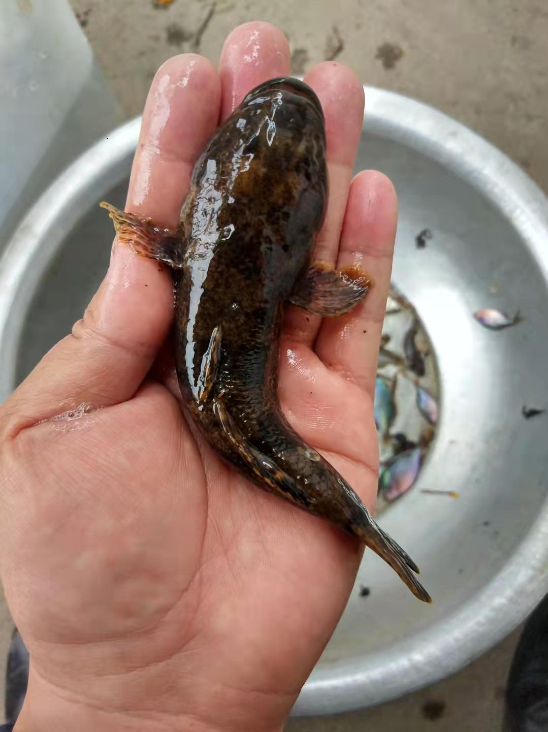 梦见自己去捉鱼