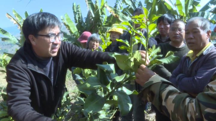 柑橘栽培技术培训方案怎么写（帅橘种植技术）