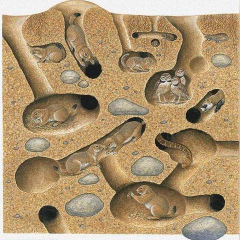 重庆真伊怎么样