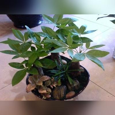 发财树幼苗怎么快速长高