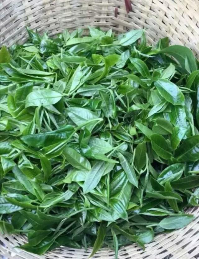 大葉茶和小葉茶的功效_大葉茶和小葉茶的功效區別