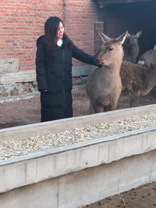 砥砺深耕发展鹿产王娇：吉林乡村致富带头人不走寻常“鹿”