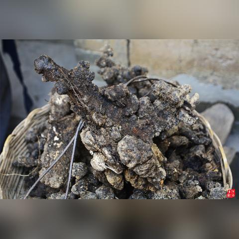 河南地产药材的相关长尾关键词有哪些