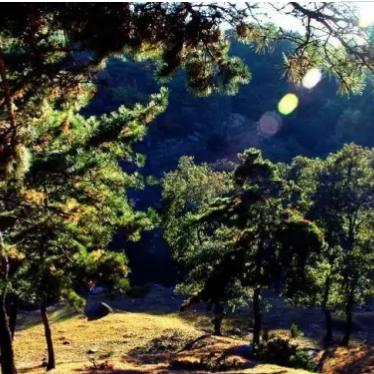 大连林场的长尾关键词有什么