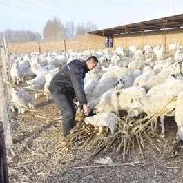 生肖羊未来一年的运势(生肖羊在2021年的运程)