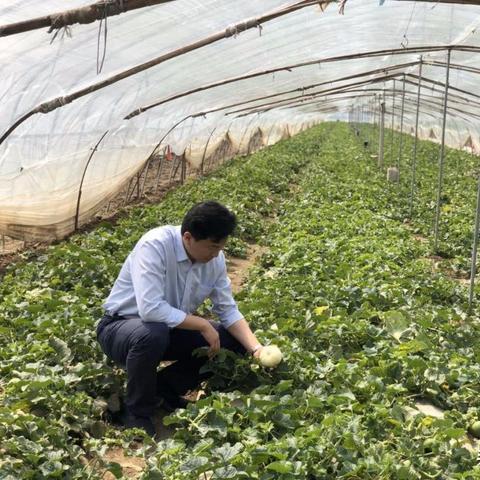 临沂市哪里有养殖大棚