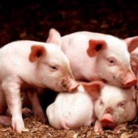 河南生猪价格今日猪价最新的相关长尾关键词有哪些