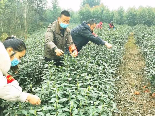 防疫不误春茶香乐山市市中区打好春茶生产销售“组合拳”
