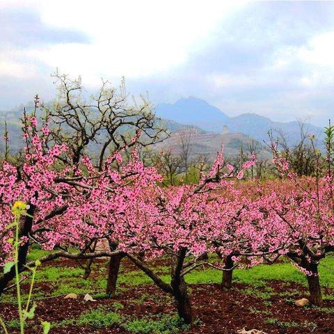 西安市桃花园怎么走