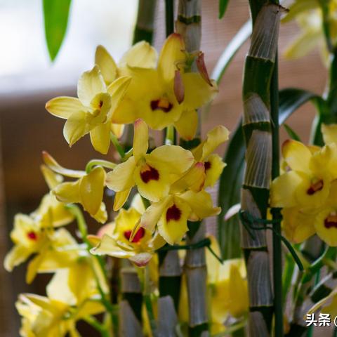福建福州兰花怎么样