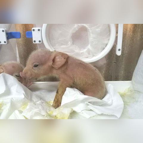 10月运势生肖猴女孩(属猴女孩10月出生好吗)