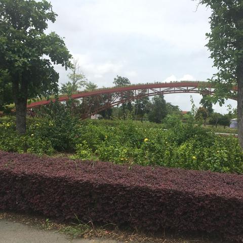 南宁市古树园在哪个区域