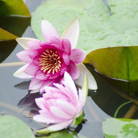 合肥植物园宣传相关长尾关键词有哪些