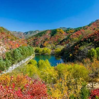 济南市区哪里有枫叶