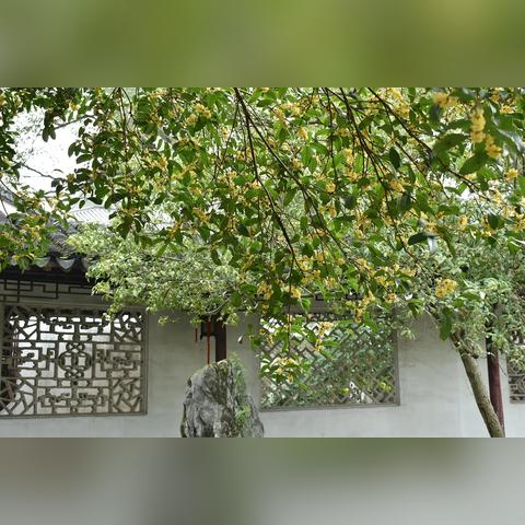 上海苏州中间景点有哪些