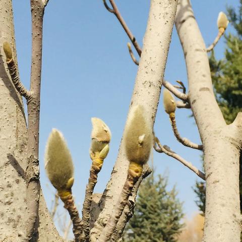 兰州有玉兰壁纸专卖店吗？