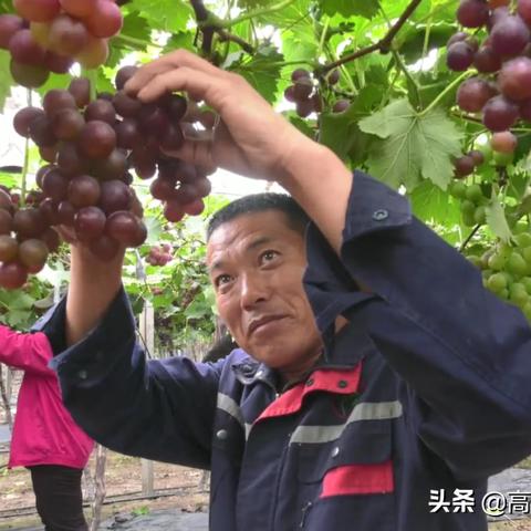 潍坊市葡萄产地地址在哪里