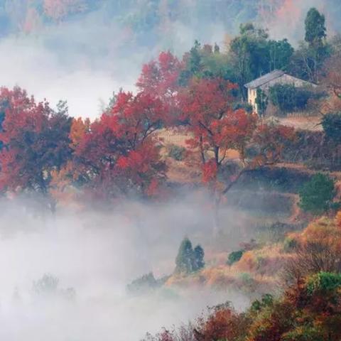 温州市西山菜馆的长尾关键词有什么