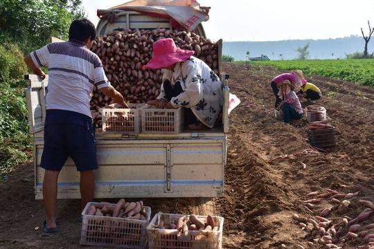 谁说种红薯不好卖、不赚钱他种红薯年收入十多万！