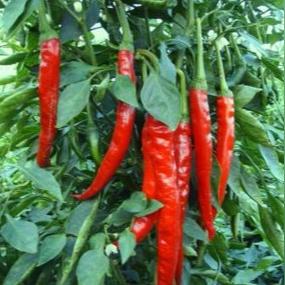 邯郸市饭店用的是什么油