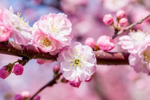 花的名称和寓意,为什么造个名册叫花名册?