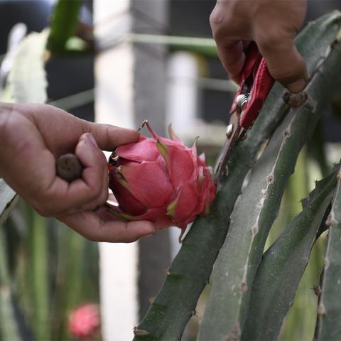 河南省应季水果是什么