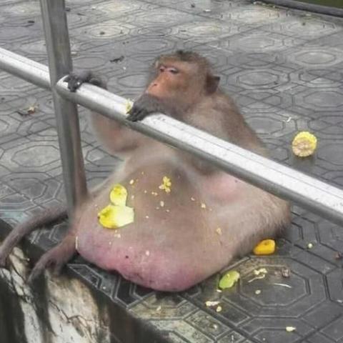 电子鼓软件怎么玩的长尾关键词有哪些