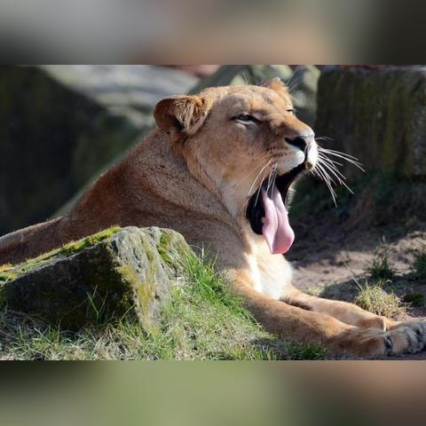 广州市动物园有什么