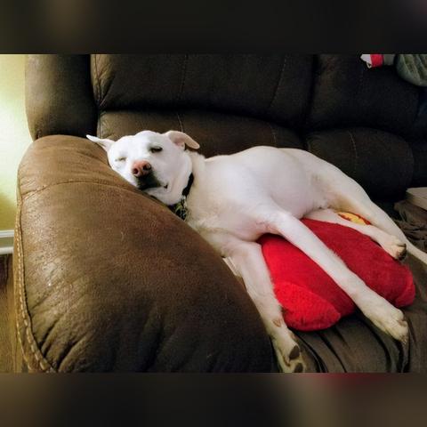 防疫武汉打狗的相关长尾关键词有哪些