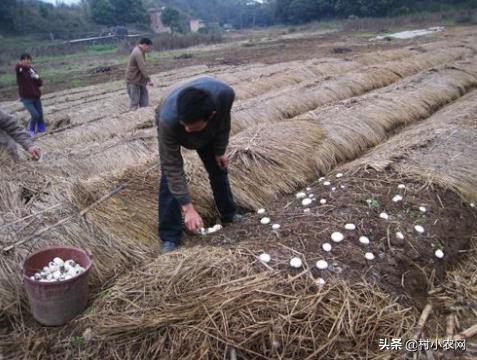 2020年回农村创业，种什么农作物销路好、最赚钱？这12种收益不错