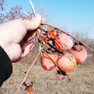 带毛羊头一手货源批发的长尾关键词有什么