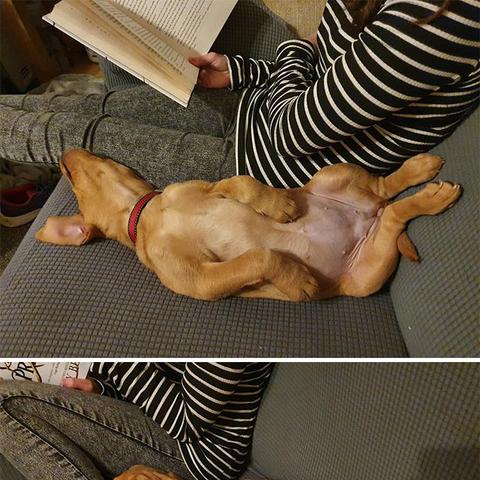 生肖狗8-12月运势(生肖狗在2021年每月运势及运程)