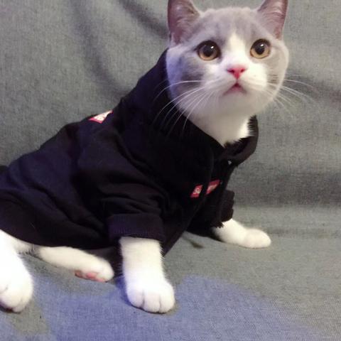 深圳猫咪避雷相关长尾关键词有哪些