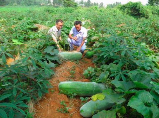 农作物种植需要轮作，俗话说“瓜茬种瓜，种了白搭”