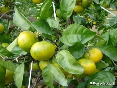 柑橘樹(shù)的次要病蟲(chóng)害_柑橘花期若何預(yù)防花蕾蛆