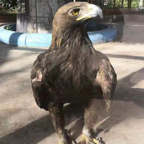 石家庄市动物园怎么走的长尾关键词有什么