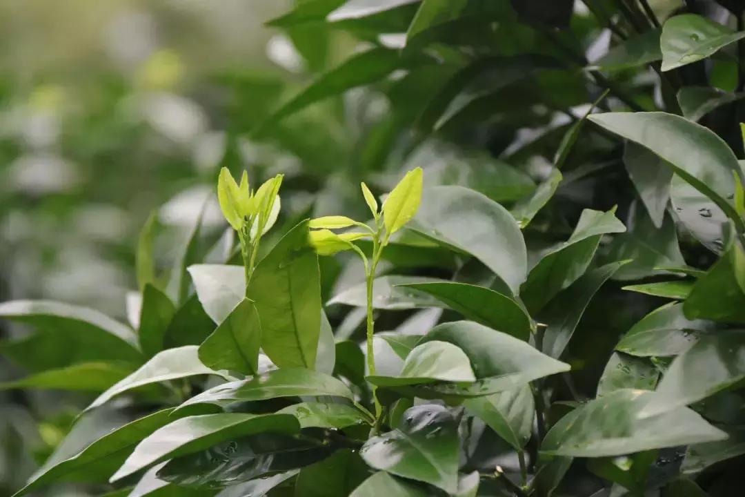 柑橘幼果期施什么肥料好些（磷肥对果树的作用是什么）