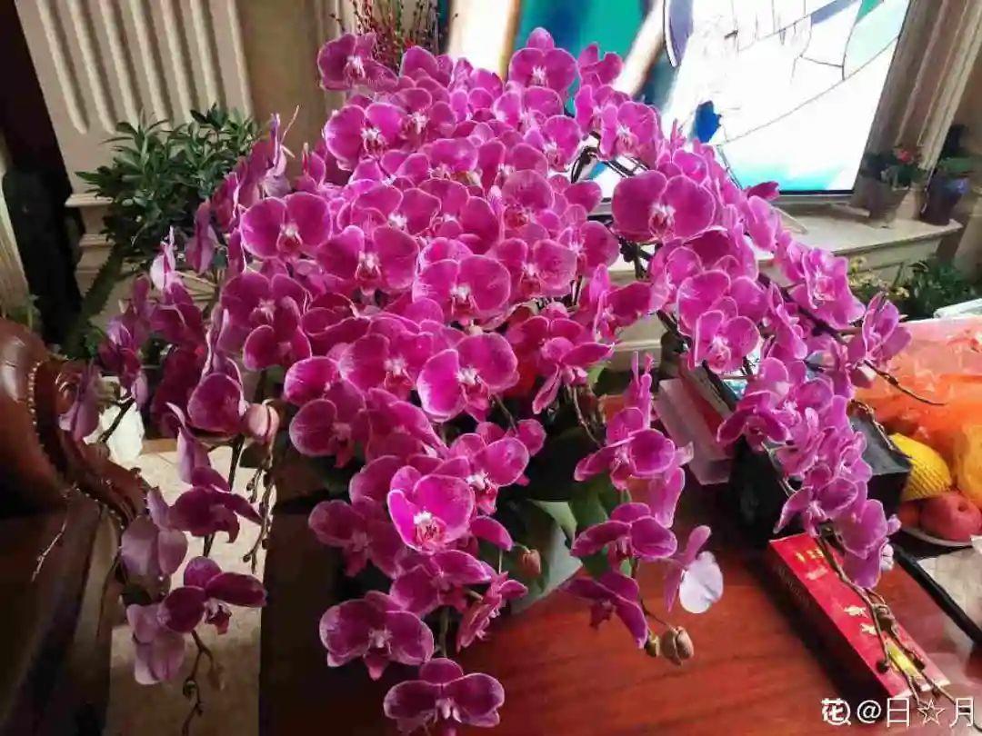 盆栽蝴蝶花如何浇水,家里养的蝴蝶兰能开花吗?