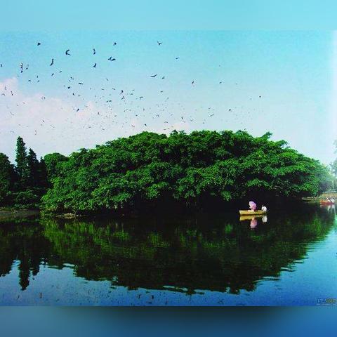 为什么广东和福建等地的榕树有独木成林的美称？